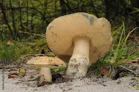 Attēlu rezultāti vaicājumam “Gyroporus cyanescens”