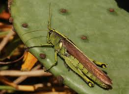 Attēlu rezultāti vaicājumam “Acrididae”