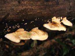 Attēlu rezultāti vaicājumam “Junghuhnia pseudozilingiana”