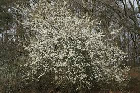 Attēlu rezultāti vaicājumam “Prunus spinosa leaf”