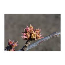 Attēlu rezultāti vaicājumam “Acer saccharinum flower”