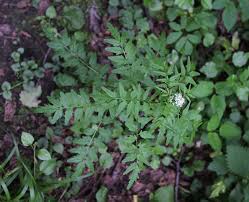 Attēlu rezultāti vaicājumam “Cardamine impatiens”