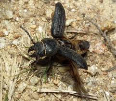 Attēlu rezultāti vaicājumam “Spondylis buprestoides”