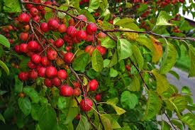 Attēlu rezultāti vaicājumam “Malus prunifolia”