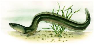 Image result for Anguilla anguilla