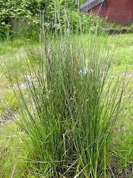 Attēlu rezultāti vaicājumam “Juncus inflexus”