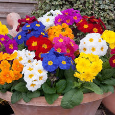 Attēlu rezultāti vaicājumam “Primula x polyantha flower”