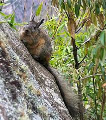 Image result for viscacha