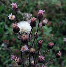 Attēlu rezultāti vaicājumam “Erigeron acris flower”