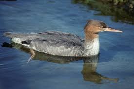 Attēlu rezultāti vaicājumam “Mergus serrator female”
