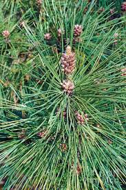 Attēlu rezultāti vaicājumam “Pinus ponderosa fruit”