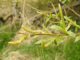 Attēlu rezultāti vaicājumam “Euura acutifoliae”
