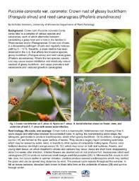 Attēlu rezultāti vaicājumam “Puccinia coronata”