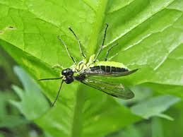 Attēlu rezultāti vaicājumam “Rhogogaster picta”