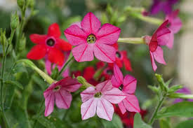 Attēlu rezultāti vaicājumam “Nicotiana tabacum flower”