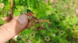 Attēlu rezultāti vaicājumam “Taphrina padi”