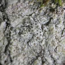 Attēlu rezultāti vaicājumam “Pertusaria coccodes”