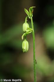 Attēlu rezultāti vaicājumam “Lilium martagon bud”