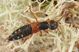 Attēlu rezultāti vaicājumam “Staphylinus erythropterus”