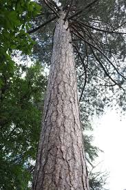 Attēlu rezultāti vaicājumam “Pinus nigra”