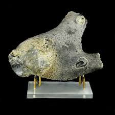 Attēlu rezultāti vaicājumam “Fuligo luteonitens macro”