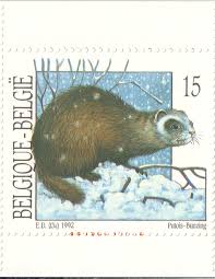 Attēlu rezultāti vaicājumam “Mustela putorius”