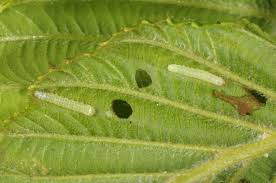 Attēlu rezultāti vaicājumam “Lithophane furcifera”