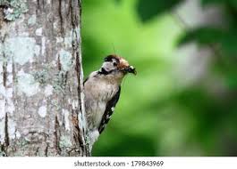 Attēlu rezultāti vaicājumam “Dendrocopos minor”