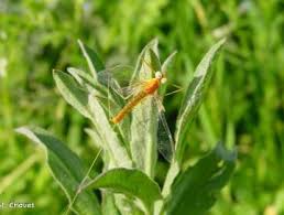 Attēlu rezultāti vaicājumam “Heptagenia sulphurea”