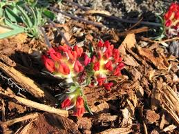 Attēlu rezultāti vaicājumam “Anthyllis vulneraria flower”