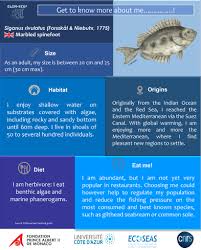 Image result for Siganus rivulatus