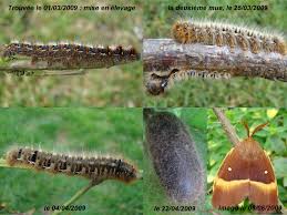 Attēlu rezultāti vaicājumam “Lasiocampa quercus imago”