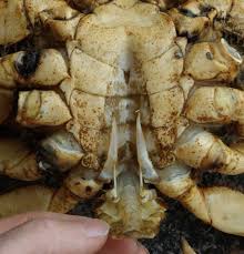 Image result for Metacarcinus magister