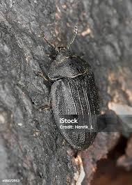 Attēlu rezultāti vaicājumam “Peltis grossa”