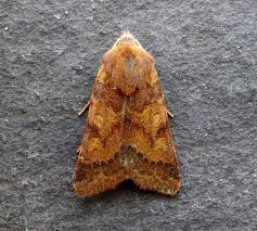 Attēlu rezultāti vaicājumam “Agrochola helvola”