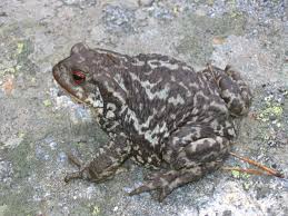 Attēlu rezultāti vaicājumam “Bufo bufo”