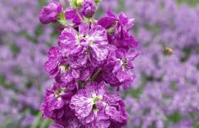 Image result for Levkoje