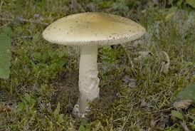 Attēlu rezultāti vaicājumam “Amanita crocea”