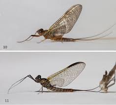 Attēlu rezultāti vaicājumam “Lepidosaphes ulmi imago”