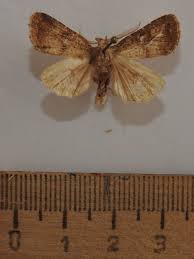 Attēlu rezultāti vaicājumam “Rusina ferruginea”