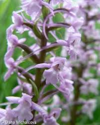 Attēlu rezultāti vaicājumam “Gymnadenia conopsea leaf”