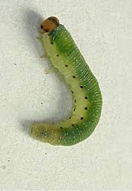 Attēlu rezultāti vaicājumam “Allantus cinctus”