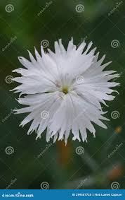 Attēlu rezultāti vaicājumam “Dianthus arenarius flower”