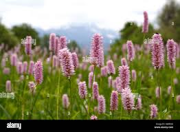 Attēlu rezultāti vaicājumam “Bistorta major flower”