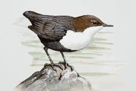 Attēlu rezultāti vaicājumam “Cinclus cinclus”