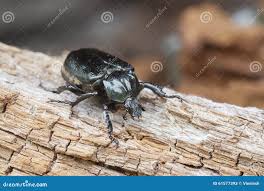 Attēlu rezultāti vaicājumam “Osmoderma barnabita”