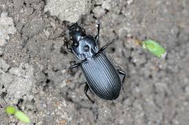 Attēlu rezultāti vaicājumam “Pterostichus niger”