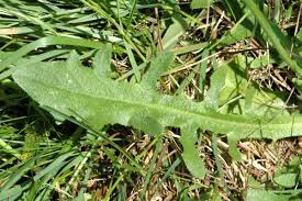 Attēlu rezultāti vaicājumam “Hypochaeris radicata leaf”