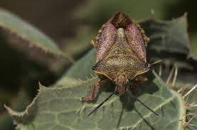 Attēlu rezultāti vaicājumam “Carpocoris sp.”