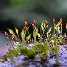 Attēlu rezultāti vaicājumam “Fissidens arnoldii”